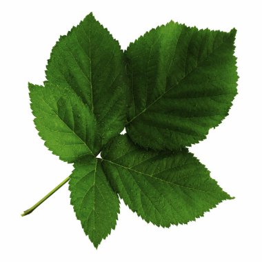 Böğürtlen yaprağı kabartması beyaz arkaplanda izole edilmiş