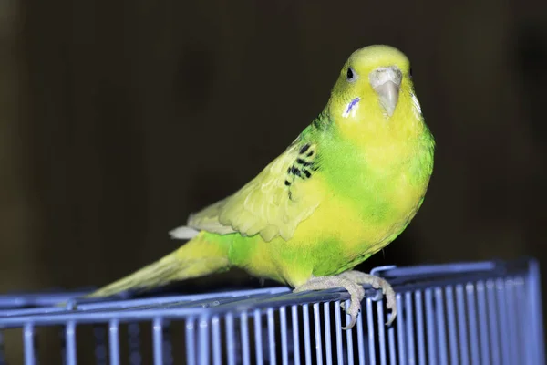 A green wavy parrot sits in a cage — Stock Photo, Image