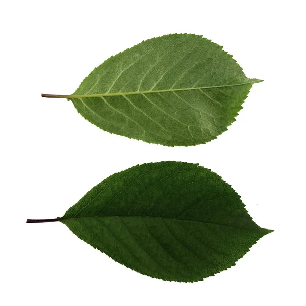 두 개의 초록빛 잎으로 이루어진 집합체가 흰 배경 위에, 잎 의위와 아래쪽에 분리되어 있다 — 스톡 사진