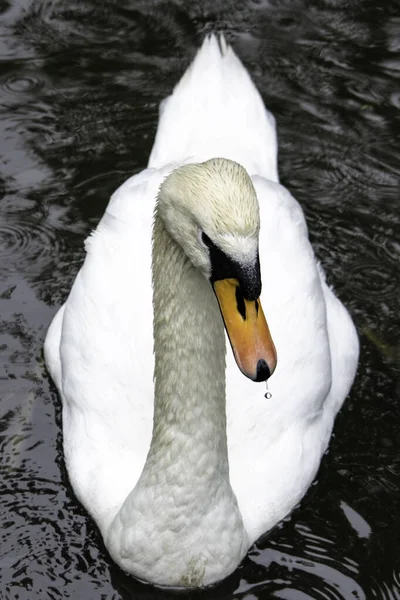 Beautiful white swan with the red beak swims in a pondthe — Stock Photo, Image