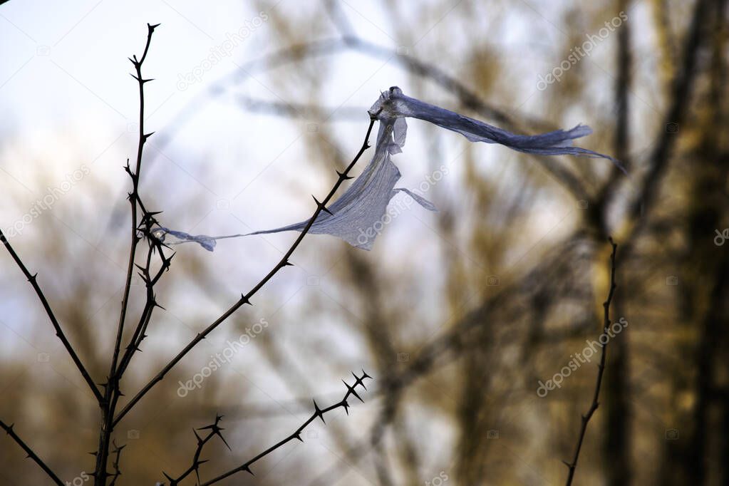 concept - nature conservation and plastic rejection, environmental problems. a piece of plastic bag caught on a branch of an acacia tree and sways by the wind