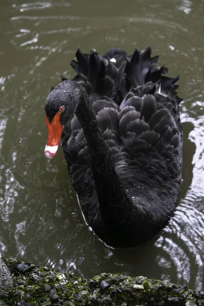 O cisne preto com um bico vermelho nada em uma lagoa — Fotografia de Stock