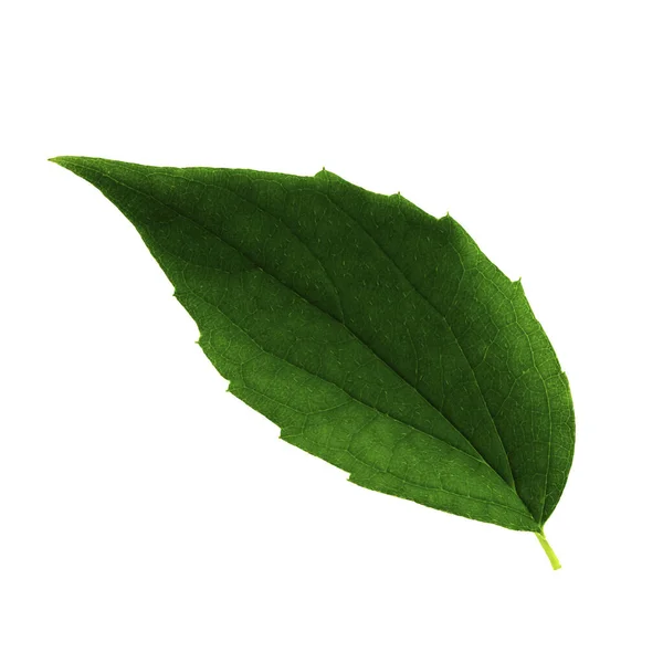 Uma folha verde de jasmim isolada sobre fundo branco, lado superior da folha — Fotografia de Stock
