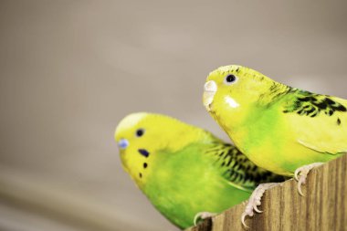 Dolapta iki dalgalı papağan oturuyor.