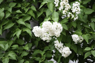 yeşil yaprakları bir arka plan üzerinde beyaz leylak çiçekler