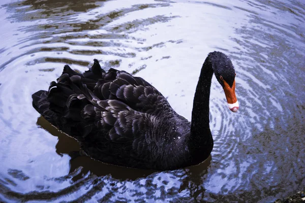 O cisne preto com um bico vermelho nada em uma lagoa — Fotografia de Stock