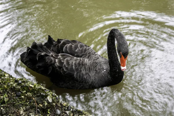 O cisne preto com um bico vermelho nada em uma lagoa — Fotografia de Stock