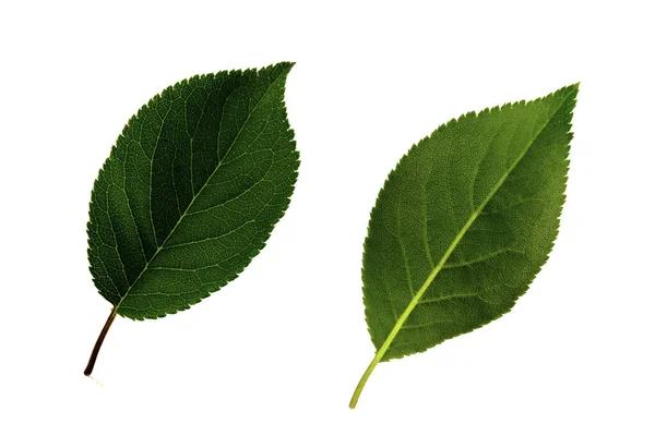 체리 - 플 럼의 두 녹색 잎은 흰색 배경에 분리, 잎의 아래와 위쪽 — 스톡 사진