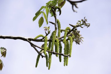 İlkbaharda bahçede bir cevizin dalları dallardan sarkan ceviz küpeleri.