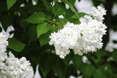 yeşil yaprakları bir arka plan üzerinde beyaz leylak çiçekler