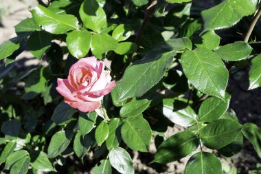 Baharda bahçede açan pembe gül, parlak güneş ışığı kopyalama alanı.