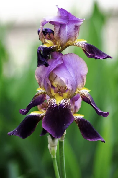 Flores de íris roxas florescendo em um jardim na primavera — Fotografia de Stock