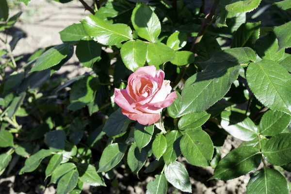 Rosa fiore di rosa che fiorisce in un giardino in primavera, luce solare brillante — Foto Stock
