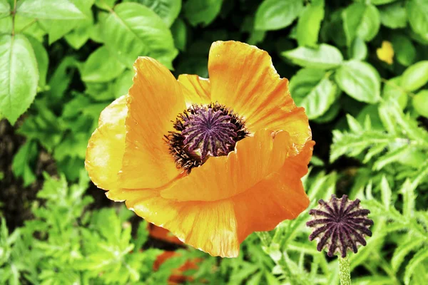 Flor de papoula vermelha florescendo no jardim da primavera — Fotografia de Stock