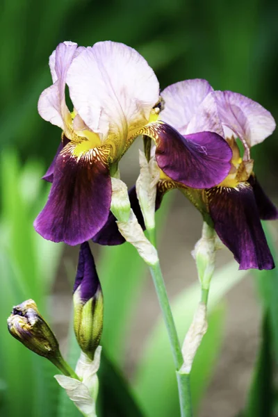 Flores de íris roxas florescendo em um jardim na primavera — Fotografia de Stock