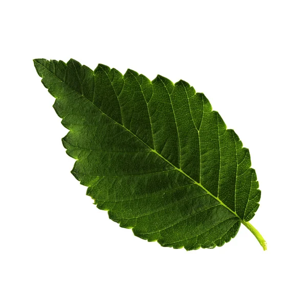 하얀 배경, 잎의 맨 위쪽에 고립된 가라지 잎 하나 — 스톡 사진