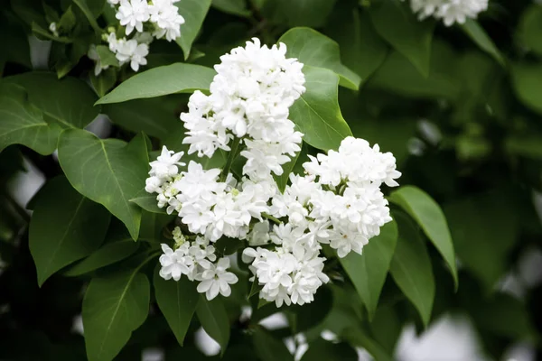 White lilac flowers on a background of green leaves — Stock Photo, Image