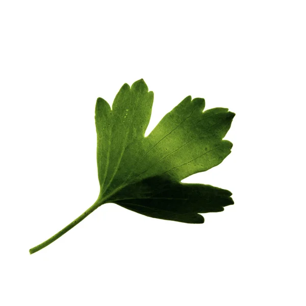 흰 배경, 잎 위쪽에 분리되어 있는 검은 꼬불꼬불 한 녹색 잎 — 스톡 사진