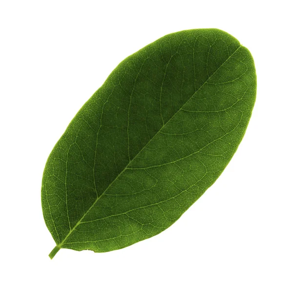 하얀 배경 위에 따로 떨어져 있는 아카시아 잎, 잎 꼭대기쪽 — 스톡 사진
