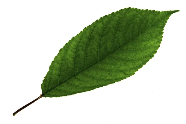 Una foglia di ciliegio verde isolata su fondo bianco, lato superiore della foglia — Foto Stock