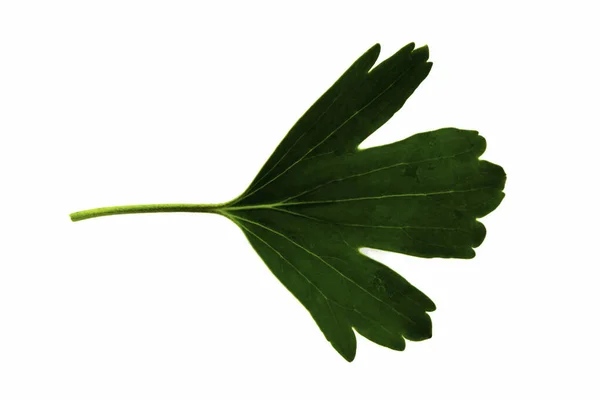 흰 배경, 잎의 아래쪽에 분리되어 있는 검은 꼬불꼬불 한 녹색 잎 — 스톡 사진