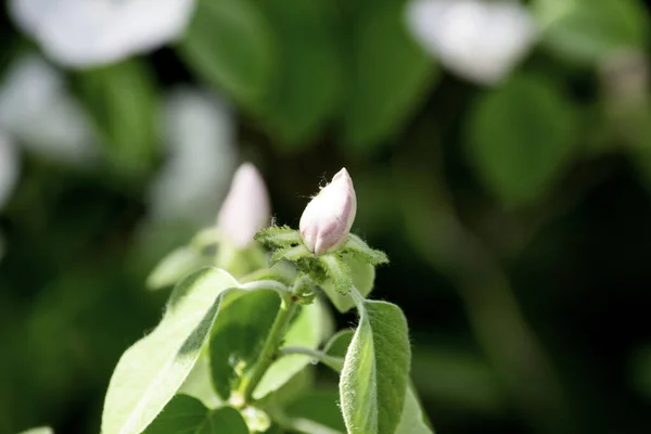 Quince flower bud blooming in a garden in spring, delicate pink flowers against the background of green foliage — Stock Photo, Image