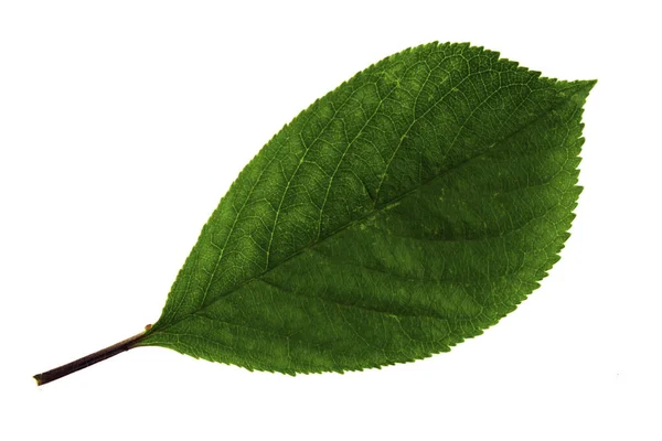 Uma folha verde de cereja isolada sobre fundo branco, lado superior da folha — Fotografia de Stock