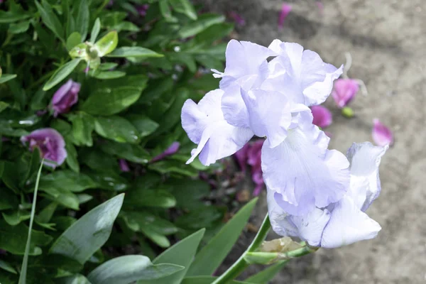 Flor de íris azul pálido florescendo em um jardim na primavera — Fotografia de Stock