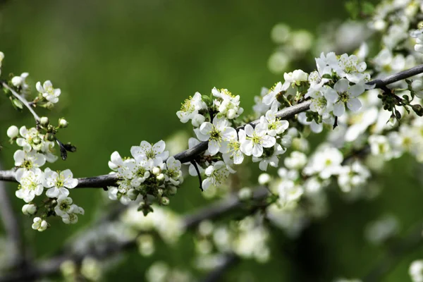 cherry plum blossoms blooming in a spring garden against the background of green grass, background, backdrop