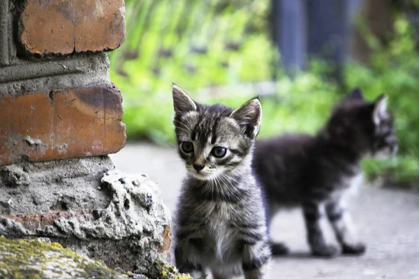 Tuğla duvarın arkasından dışarı bakan küçük gri kedi yavrusu — Stok fotoğraf