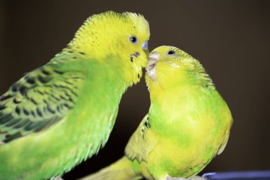 İki dalgalı papağan bir kafeste oturur.