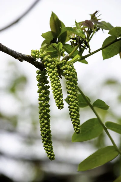 Ramas florecientes de una nuez en el jardín en primavera, pendientes de nuez cuelgan de las ramas contra el cielo — Foto de Stock