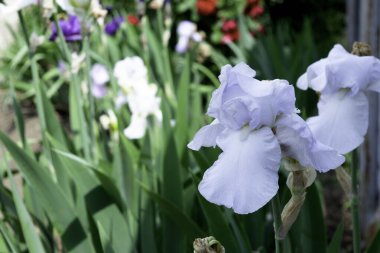 Baharda bir bahçede açan soluk mavi süsen çiçeği.