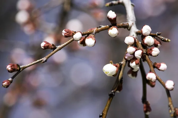 Las ramas florecientes de albaricoque en el jardín en primavera — Foto de Stock