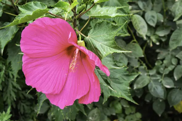 Flor de hibisco rosa florescendo contra folhagem verde — Fotografia de Stock