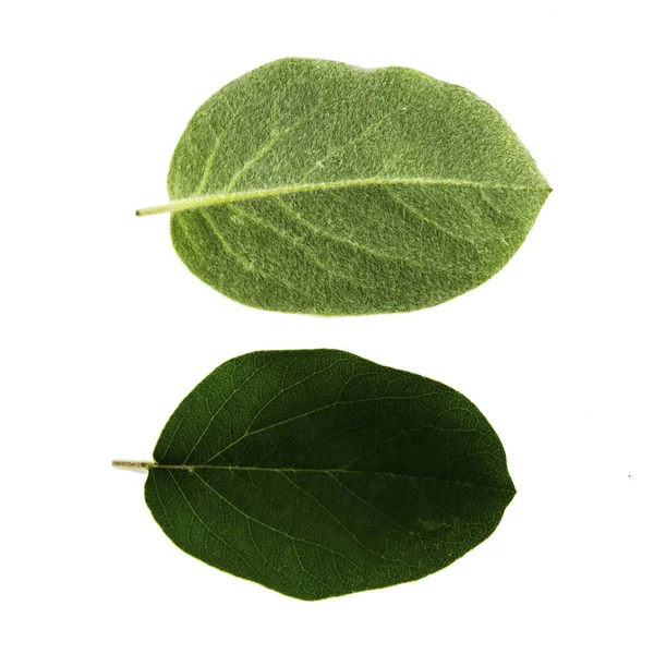 흰색 배경에 분리 된 두 개의 녹색 침엽수 잎의 집합, 잎의 위와 아래쪽 — 스톡 사진