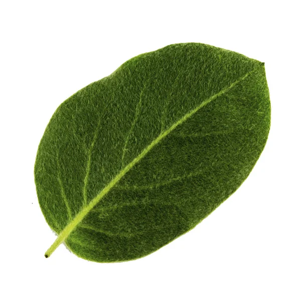 흰 배경에 분리되어 있는 녹색 침엽수 잎, 잎의 밑면 — 스톡 사진