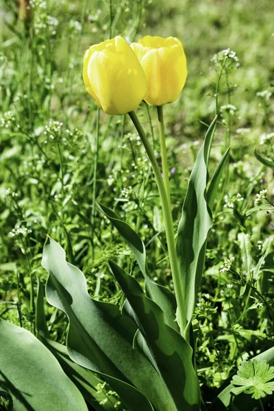 Весной на зеленой лужайке растут желтые тюльпаны — стоковое фото
