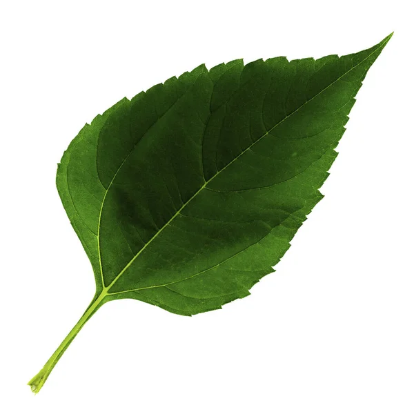 Uma folha verde de Jerusalém-alcachofra isolada sobre um fundo branco, o lado superior da folha — Fotografia de Stock