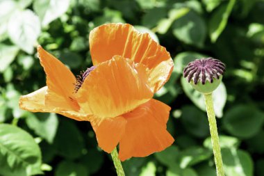 bahar bahçe çiçek haşhaş kırmızı çiçek