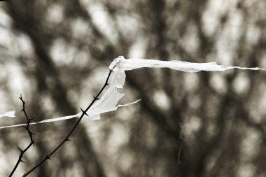 Konsept - doğa koruma ve plastik reddetme, çevre sorunları. Bir akasya ağacının dalına takılıp rüzgarla sallanan plastik bir torba parçası.