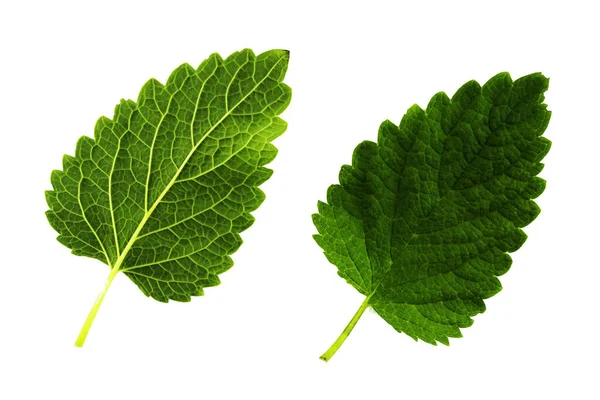 멜리사 의푸른 잎사귀 두 개는 백지의 윗부분 과 아랫면에 분리되어 있다 — 스톡 사진