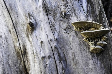 Kuru bir ağacın gövdesinde büyüyen mantarlar.