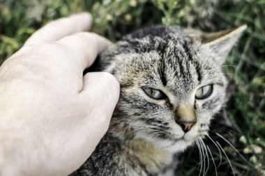 Adamın eli küçük gri kedi yavrusunun kafasını okşuyor.