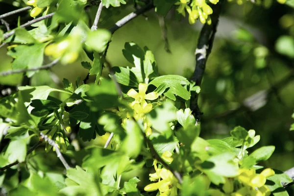 Квітучі кущі чорної смородини навесні, маленькі жовті квіти на фоні зеленого листя — стокове фото