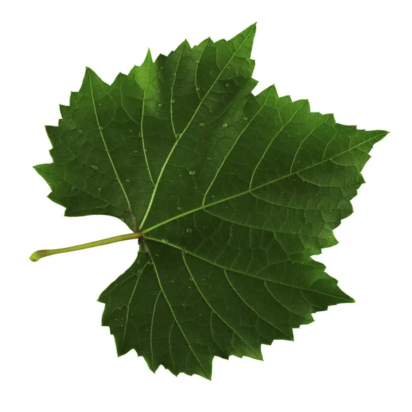 흰 배경에 따로 떨어져 있는 포도 잎, 잎의 아래쪽 — 스톡 사진