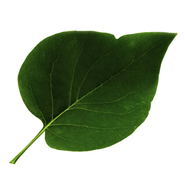 Ett grönt blad av syren isolerad på vit bakgrund, översidan av bladet — Stockfoto