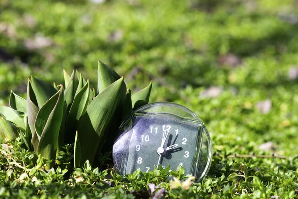 Переход к летнему времени, приход весны, часы на зеленой весенней траве рядом с молодым нераздутым цветком тюльпана на яркий солнечный день место для надписи — стоковое фото