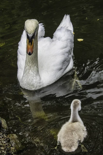 A fêmea cisne branca com pequenos cisnes nada em uma lagoa — Fotografia de Stock