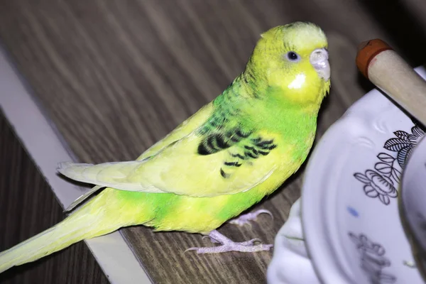 Falista papuga siedzi w szafie obok talerzy — Zdjęcie stockowe
